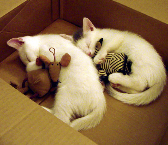 开云官方-中国女篮在国际赛场展现技术细节成熟,女篮 中国