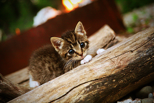 开云 官网 入口-中国羽毛球混双组合问鼎世锦赛冠军,中国羽毛球混双夺金