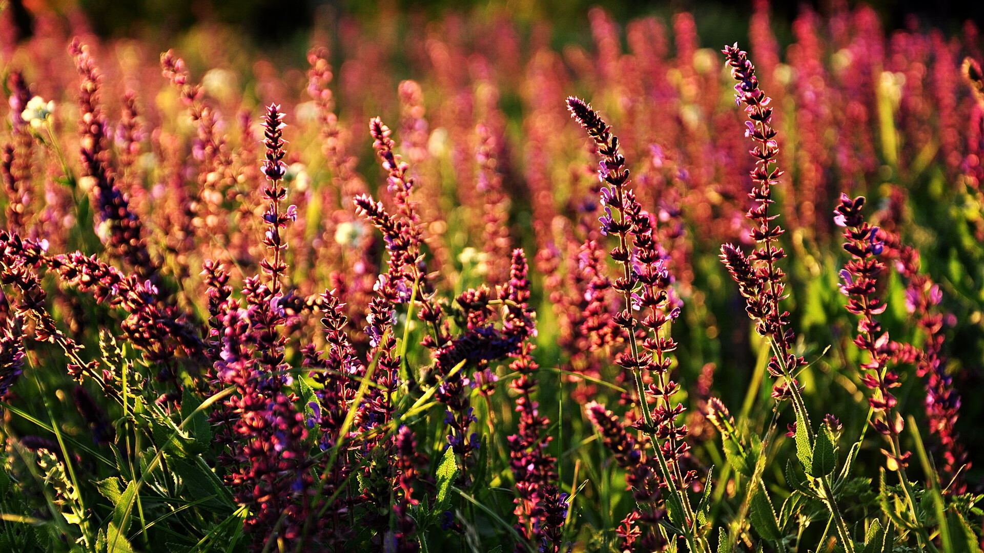 开云 官网 入口-中国羽毛球混双组合问鼎世锦赛冠军,中国羽毛球混双夺金