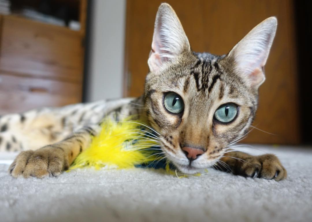 开云·体育官网-中美蝶泳分段划频密度差异明显，蝶泳频率